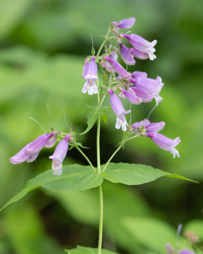 Penstemon smallii