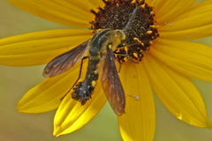 Lepidophora lepidocera