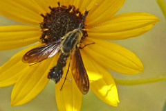 Lepidophora lepidocera