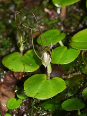 Corybas rivularis