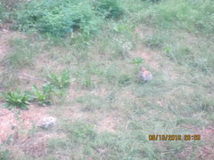 Sylvilagus audubonii