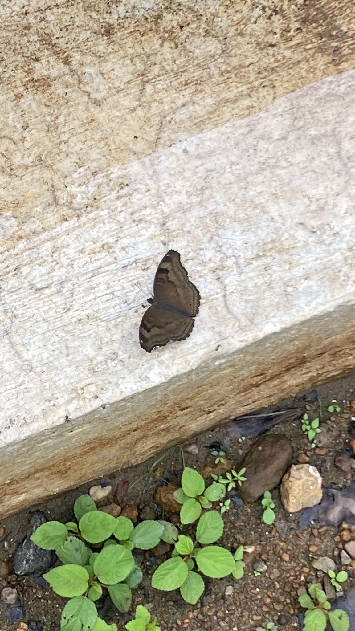 Chocolate Pansy