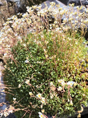 Saxifraga vayredana, photograph 5
