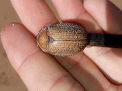 Anoplognathus velutinus