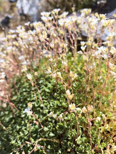 Saxifraga vayredana, photograph 6