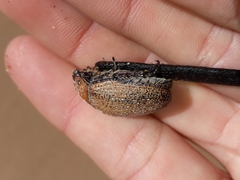 Anoplognathus velutinus