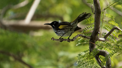 Phylidonyris novaehollandiae