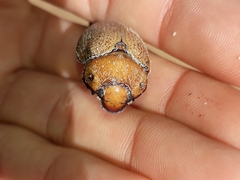 Anoplognathus velutinus