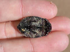 Anoplognathus velutinus