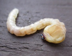 Poecilonota