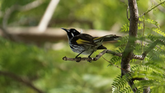 Phylidonyris novaehollandiae