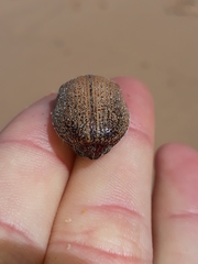 Anoplognathus velutinus