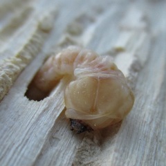 Poecilonota