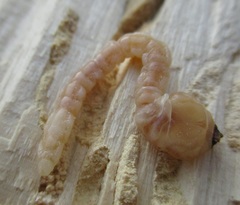 Poecilonota