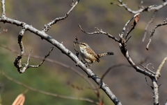 Campylorhynchus jocosus