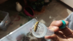 Chlorophorus glabromaculatus