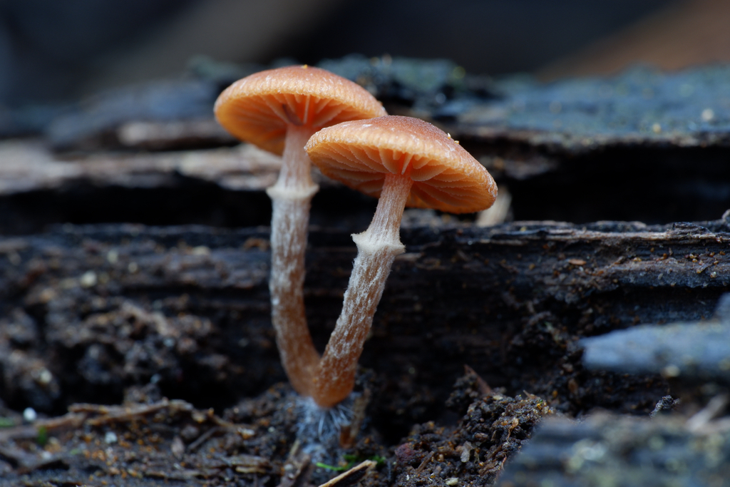 Tubaria serrulata · June 2025 · photo: © celadonfern (iNaturalist, cc-by)