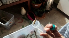 Chlorophorus glabromaculatus