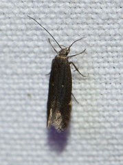 Aproaerema anthyllidella