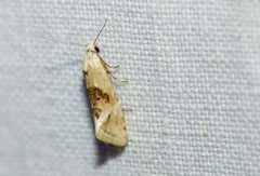 Cochylimorpha straminea