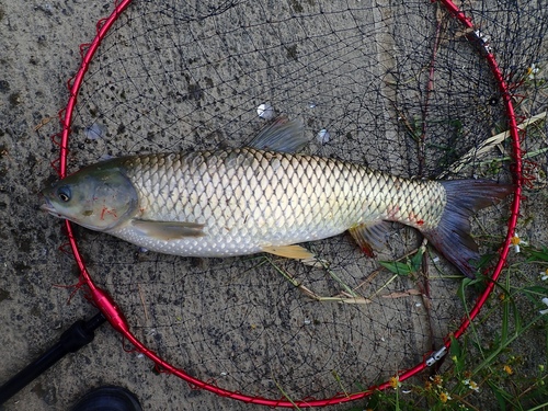 Grass Carp