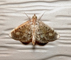 Anania coronata