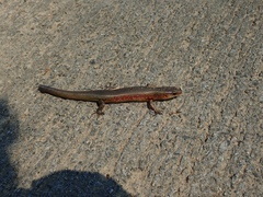 Plestiodon chinensis