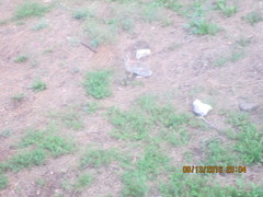 Sylvilagus audubonii