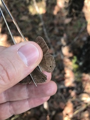 Yphthimoides patricia