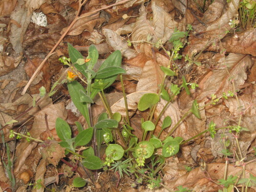 Claytonia perfoliata