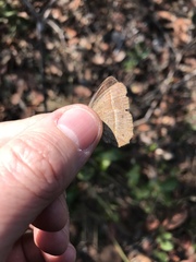 Yphthimoides patricia