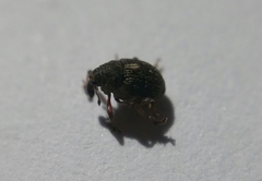 Rhinoncus leucostigma
