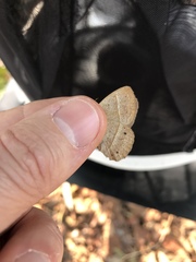 Yphthimoides patricia