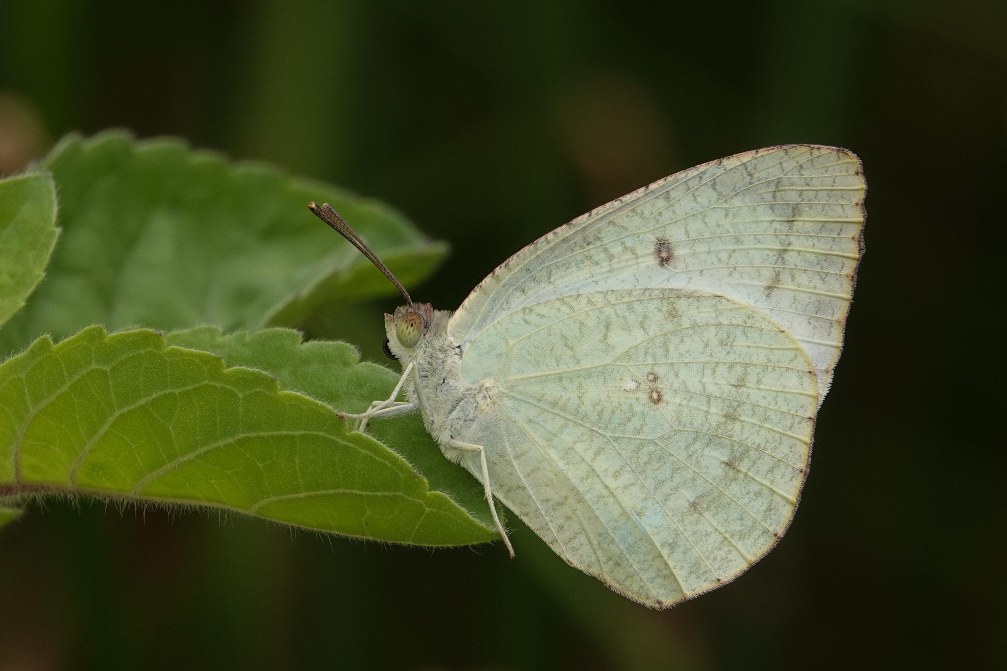 Mottled Emigrant