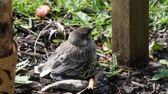 Anthochaera carunculata