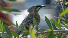 Anthochaera carunculata