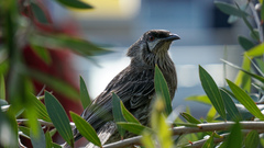 Anthochaera carunculata