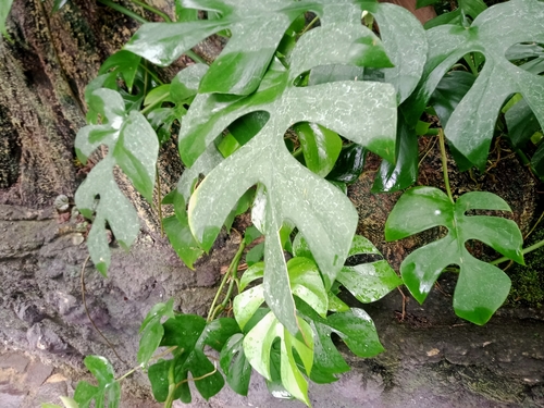 Rhaphidophora tetrasperma