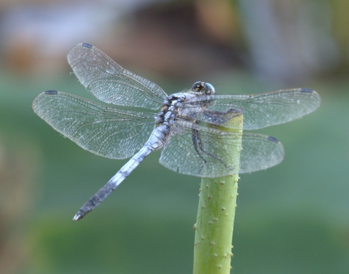 White-tailed Skimmer