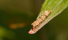 Coleophora potentillae