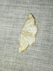 Idaea productata