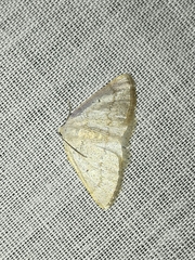 Idaea productata