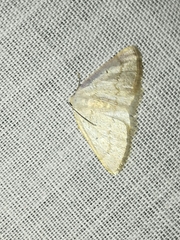 Idaea productata