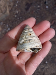 Astralium tentoriiforme