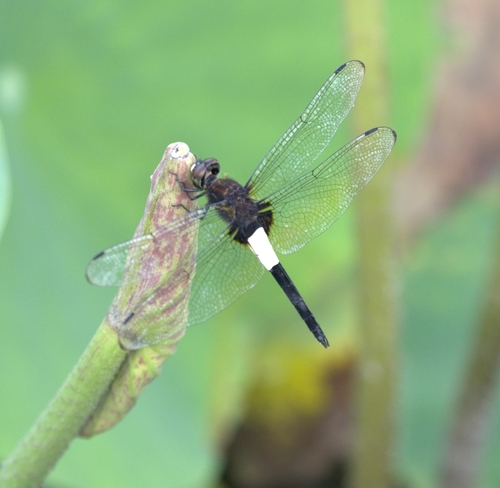 Pied Skimmer