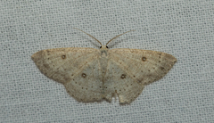 Cyclophora albipunctata