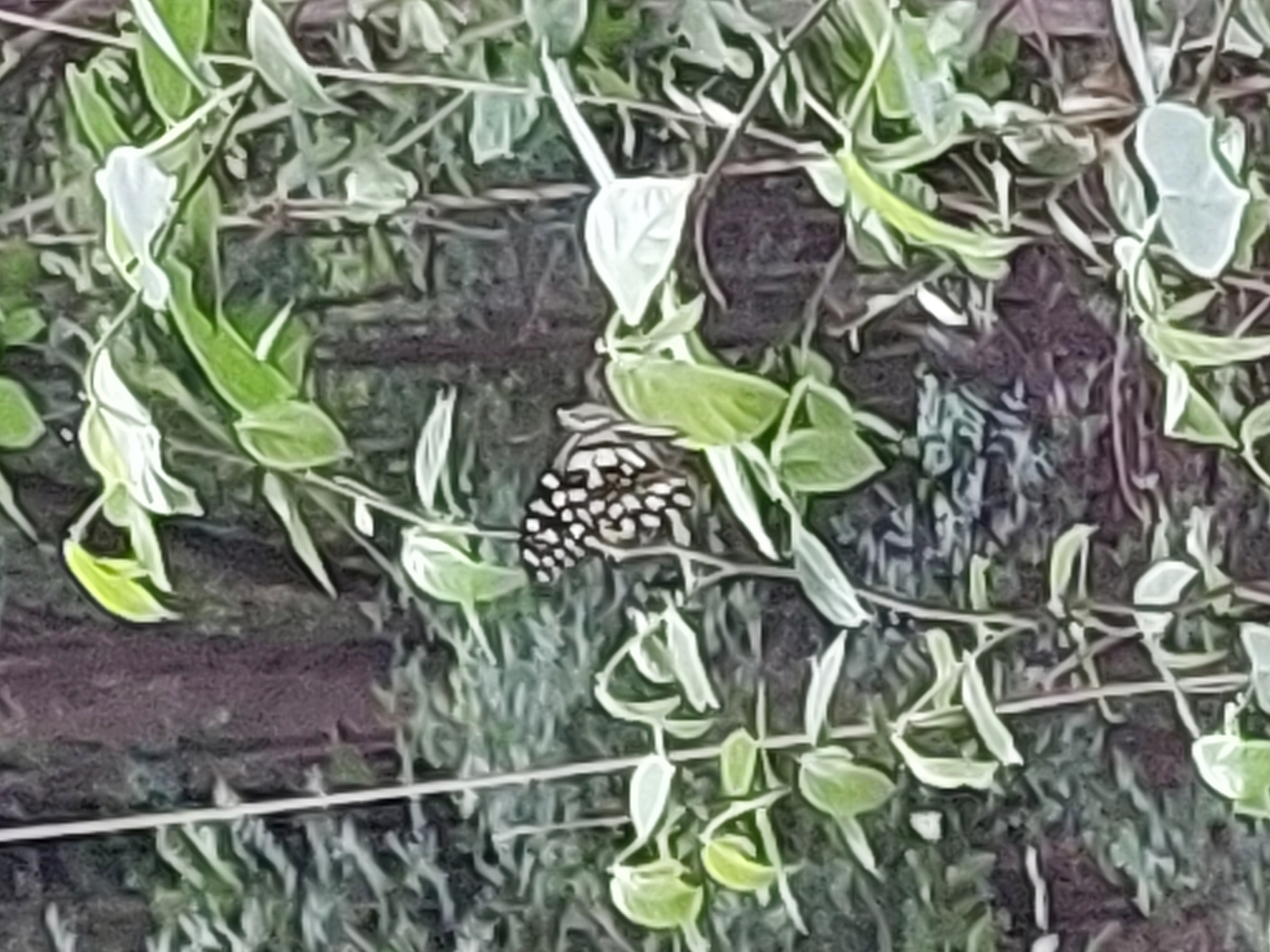 Lime Swallowtail