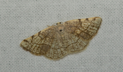 Stegania trimaculata