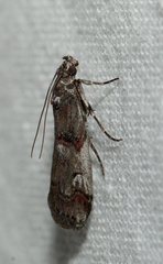 Pempelia palumbella