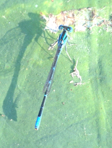 Eastern Lilysquatter